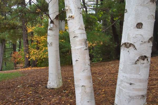 Trees for Systemic Injections