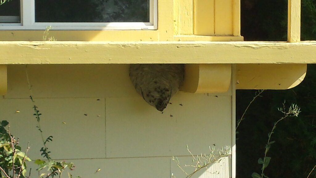 Bald Faced Hornet Nest under windowsill