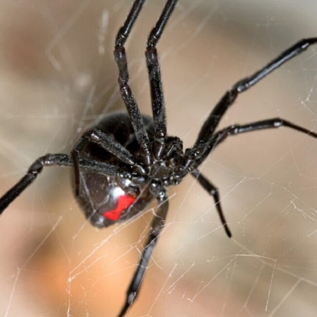 Black Widow Spider