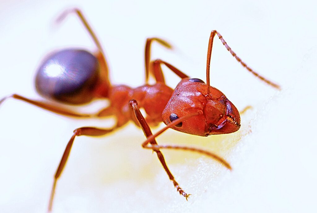 red ant