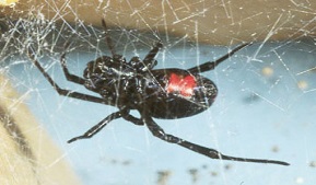 Black Widow Spider