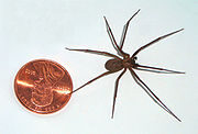 The size of a brown recluse spider compared to a penny coin