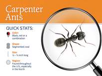 carpenter ant