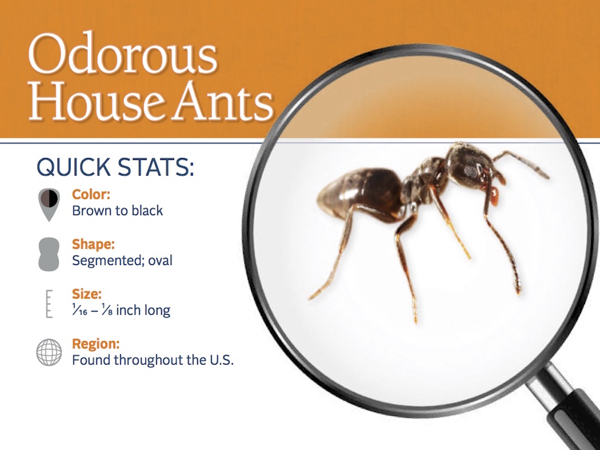 odorous house ant