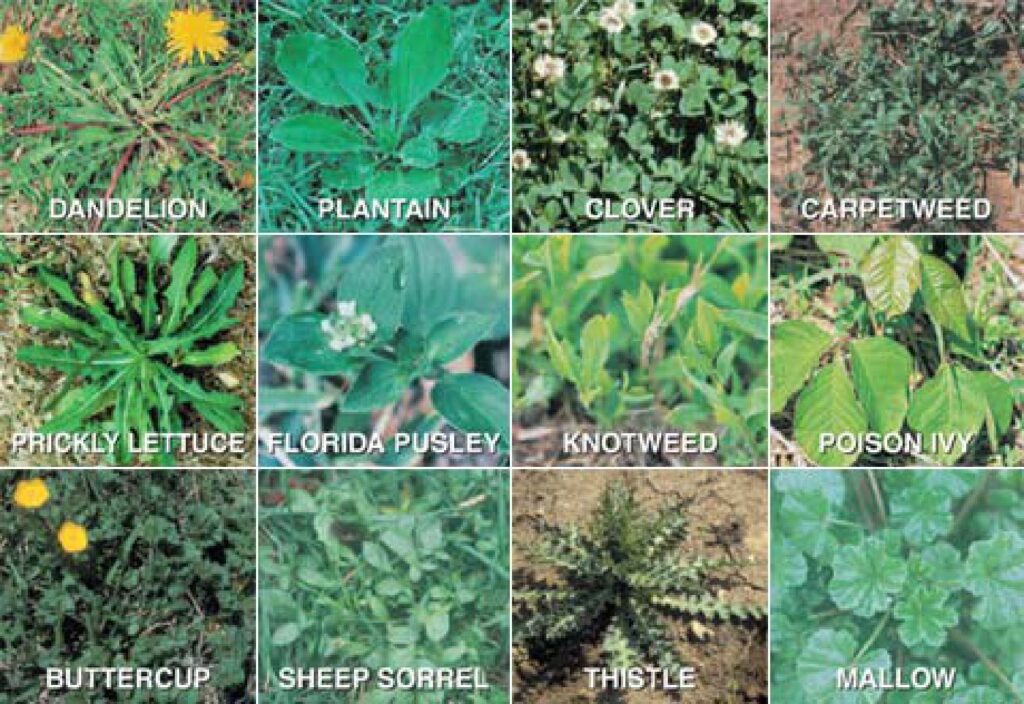 Weeds to control